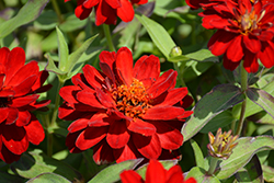 Profusion Double Red Zinnia (Zinnia 'Profusion Double Red') at Stonegate Gardens