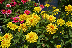 Profusion Double Yellow Zinnia (Zinnia 'Profusion Double Yellow') at Stonegate Gardens