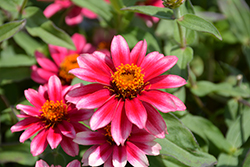 Profusion Cherry Bicolor Zinnia (Zinnia 'Profusion Cherry Bicolor') at Lakeshore Garden Centres