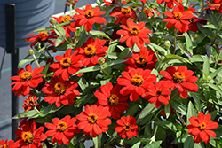 Profusion Red Zinnia (Zinnia 'Profusion Red') at Stonegate Gardens