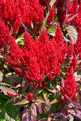 Flamma Bright Red Celosia (Celosia 'Flamma Bright Red') at Lakeshore Garden Centres