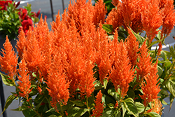 Flamma Orange Celosia (Celosia 'Flamma Orange') at Lakeshore Garden Centres