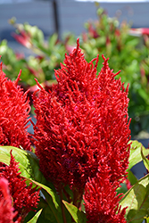 Flamma Red Celosia (Celosia 'Flamma Red') at Lakeshore Garden Centres