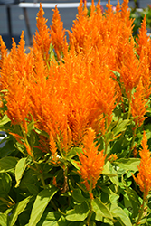 Flamma Golden Celosia (Celosia 'Flamma Golden') at Lakeshore Garden Centres