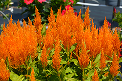 Flamma Golden Celosia (Celosia 'Flamma Golden') at Lakeshore Garden Centres