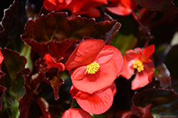 Viking Red on Bronze Begonia (Begonia 'Viking Red on Bronze') at Lakeshore Garden Centres