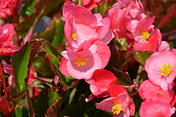 Viking Explorer Pink on Green Begonia (Begonia 'Viking Explorer Pink on Green') at Lakeshore Garden Centres