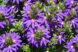Surdiva Blue Violet Fan Flower (Scaevola aemula 'Surdiva Blue Violet') at Stonegate Gardens