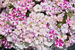 Surfinia Sweethearts Petunia (Petunia 'Surfinia Sweethearts') at Lakeshore Garden Centres