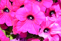 Surfinia Sumo Plum Petunia (Petunia 'Surfinia Sumo Plum') at Lakeshore Garden Centres