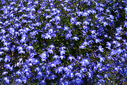 Suntory Trailing Blue with Eye Lobelia (Lobelia 'Suntory Trailing Blue with Eye') at Stonegate Gardens