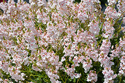Sundiascia Upright Blush White Twinspur (Diascia 'Sundiascia Upright Blush White') at Stonegate Gardens