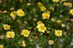 Surdaisy Yellow Swan River Daisy (Brachyscome 'Surdaisy Yellow') at Lakeshore Garden Centres
