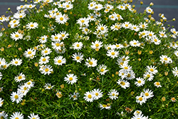Surdaisy White Swan River Daisy (Brachyscome 'Surdaisy White') at Lakeshore Garden Centres