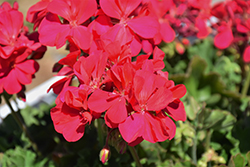Calliope Medium Hot Pink Geranium (Pelargonium 'Calliope Medium Hot Pink') at Lakeshore Garden Centres