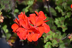 Calliope Medium Bright Scarlet Geranium (Pelargonium 'Calliope Medium Bright Scarlet') at Lakeshore Garden Centres