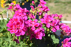Calliope Medium Bright Rose Geranium (Pelargonium 'Calliope Medium Bright Rose') at Lakeshore Garden Centres