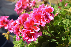 Calliope Large Rose Mega Splash Geranium (Pelargonium 'Calliope Large Rose Mega Splash') at Lakeshore Garden Centres