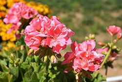 Calliope Large Salmon Geranium (Pelargonium 'Calliope Large Salmon') at Lakeshore Garden Centres
