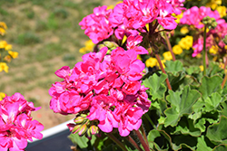 Calliope Large Pink Geranium (Pelargonium 'Calliope Large Pink') at A Very Successful Garden Center