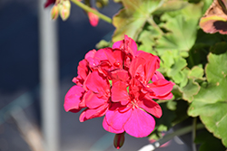 Calliope Large Magenta Geranium (Pelargonium 'Calliope Large Magenta') at Lakeshore Garden Centres