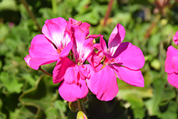 Calliope Large Hot Pink Geranium (Pelargonium 'Calliope Large Hot Pink') at Lakeshore Garden Centres