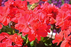 Calliope Large Coral Geranium (Pelargonium 'Calliope Large Coral') at Lakeshore Garden Centres