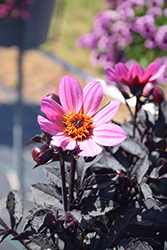 Happy Days Pink Dahlia (Dahlia 'HDPI117') at Lakeshore Garden Centres