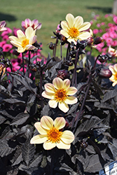 Happy Days Lemon Dahlia (Dahlia 'HDLE105') at Lakeshore Garden Centres