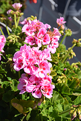 Americana Light Pink Splash Geranium (Pelargonium 'Americana Light Pink Splash') at Lakeshore Garden Centres