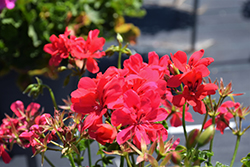 Ivy Leage Hot Coral Ivy Leaf Geranium (Pelargonium peltatum 'Ivy League Hot Coral') at Lakeshore Garden Centres