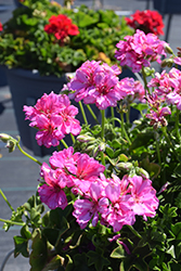 Ivy Leage Cherry Blossom Ivy Leaf Geranium (Pelargonium peltatum 'Ivy League Cherry Blossom') at Lakeshore Garden Centres