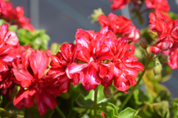 Ivy Leage Arctic Red Ivy Leaf Geranium (Pelargonium peltatum 'Ivy League Arctic Red') at Lakeshore Garden Centres