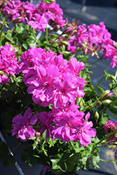 Ivy Leage Amethyst Ivy Leaf Geranium (Pelargonium peltatum 'Ivy League Amethyst') at Lakeshore Garden Centres