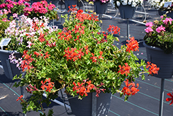 Cascade Bright Geranium (Pelargonium peltatum 'Cascade Bright') at Lakeshore Garden Centres