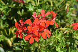 Cascade Bright Geranium (Pelargonium peltatum 'Cascade Bright') at Lakeshore Garden Centres