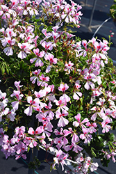 Cascade Appleblossom Geranium (Pelargonium peltatum 'Cascade Appleblossom') at Lakeshore Garden Centres