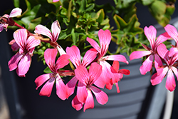 Cascade Acapulco Compact Geranium (Pelargonium peltatum 'Cascade Acapulco Compact') at Lakeshore Garden Centres