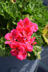 Moxie! Pink Splash Geranium (Pelargonium 'Moxie! Pink Splash') at Lakeshore Garden Centres