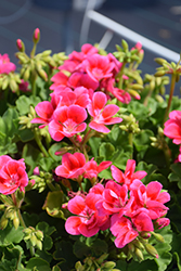 Moxie! Pink Splash Geranium (Pelargonium 'Moxie! Pink Splash') at Lakeshore Garden Centres