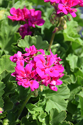Calliope Medium Violet Geranium (Pelargonium 'Calliope Medium Violet') at Lakeshore Garden Centres