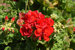 Calliope Medium Red Geranium (Pelargonium 'Calliope Medium Red') at Lakeshore Garden Centres