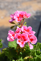 Calliope Medium Pink Flame Geranium (Pelargonium 'Calliope Medium Pink Flame') at Lakeshore Garden Centres