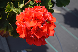 Americana Red Geranium (Pelargonium 'Americana Red') at Lakeshore Garden Centres