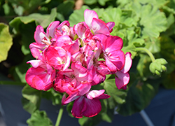 Americana Violet Ice Geranium (Pelargonium 'Americana Violet Ice') at Lakeshore Garden Centres