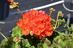 Rocky Mountain Orange Geranium (Pelargonium 'Rocky Mountain Orange') at Lakeshore Garden Centres