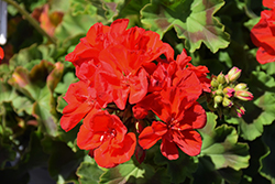 Rocky Mountain Red Geranium (Pelargonium 'Rocky Mountain Red') at Lakeshore Garden Centres