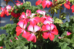 Tango Bicolor Cherry Geranium (Pelargonium 'Tango Bicolor Cherry') at Lakeshore Garden Centres