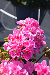 Tango Light Pink Geranium (Pelargonium 'Tango Light Pink') at Lakeshore Garden Centres