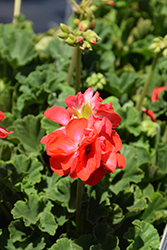 Tango Orange Ice Geranium (Pelargonium 'Tango Orange Ice') at Lakeshore Garden Centres
